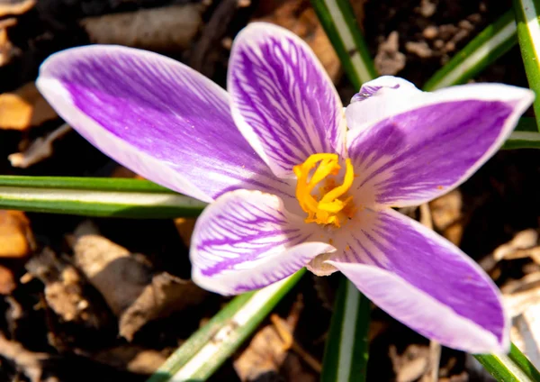 Bakgrund Blommor Våren Vårsolen Natur Blå Blommor — Stockfoto