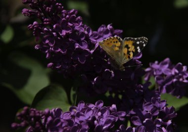 çiçekaçan leylak, bahar renkleri , sabah