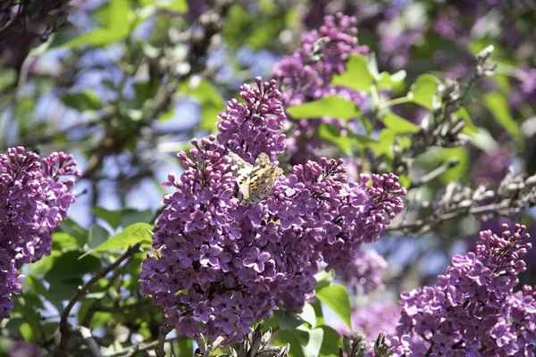 blooming lilac, spring colors , morning