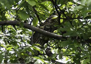 jay bir dal üzerinde bir fındık yeme