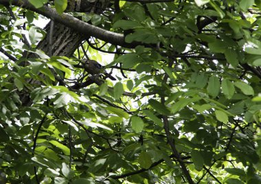 jay bir dal üzerinde bir fındık yeme