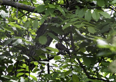 jay bir dal üzerinde bir fındık yeme