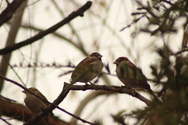 Πτηνά Κλαδί Δέντρου — Φωτογραφία Αρχείου