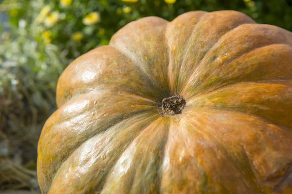 Big Autumn Pumpkins Market — Stock Photo, Image