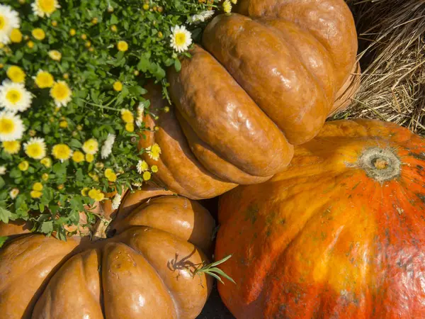 Big Pumpkins Autumn Market — Stock Photo, Image