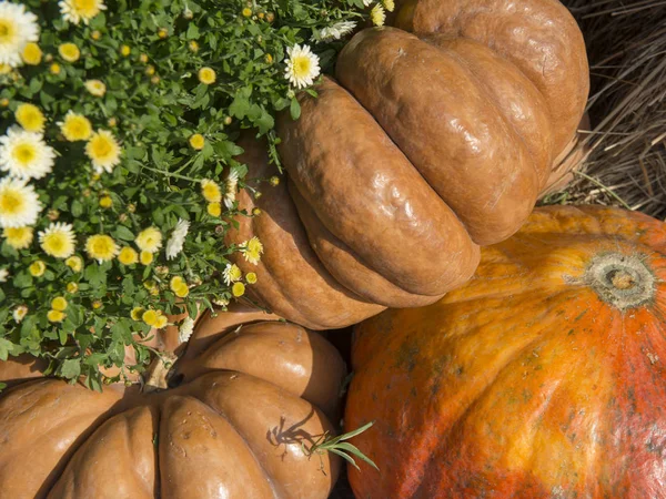 Calabazas Grandes Mercado Otoño —  Fotos de Stock