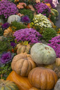 Sonbahar piyasada büyük kabak