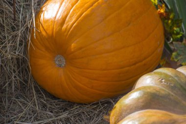 Büyük sarı yuvarlak kabak