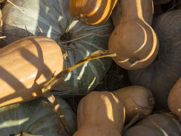 Grandi Zucche Mercato Autunno — Foto Stock