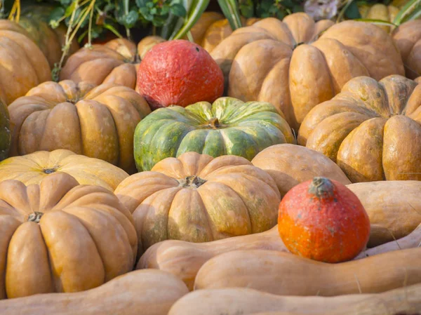 Zucche Gialle Verdi Arancioni — Foto Stock