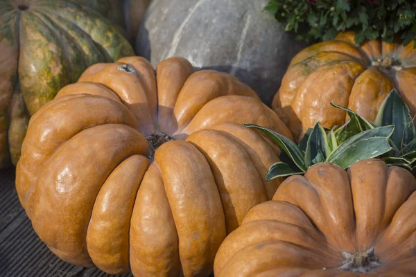 Grandi Zucche Mercato Autunno — Foto Stock