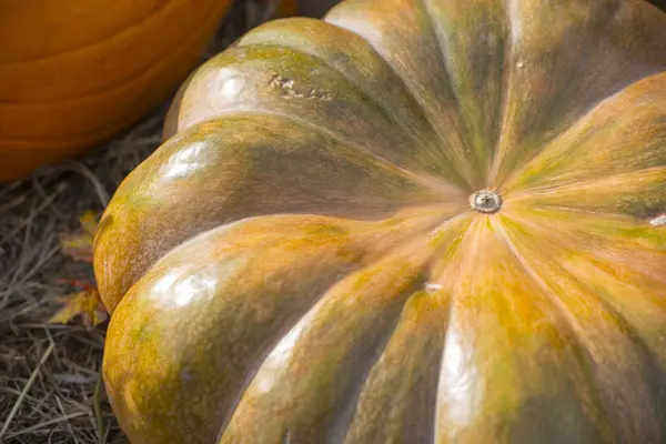 Big Yellow Rounded Pumpkin — Stock Photo, Image