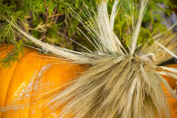 Orange Pumpkin Hay — Stock Photo, Image