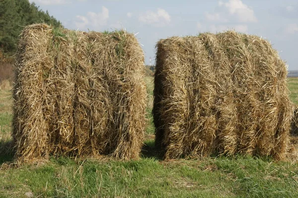Rolls Of Hay On The Field