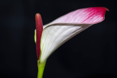 Flor con colorido con fondo en negro.