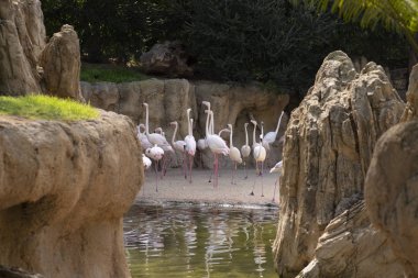 Grupo de pelcano en el ri.