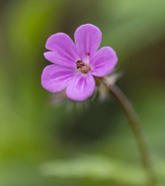 Flor rosa en el campo.
