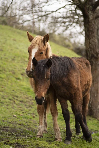 Caballos Salvajes Prado — Photo