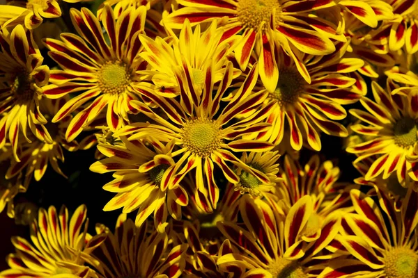 Margarita amarilla al sol.