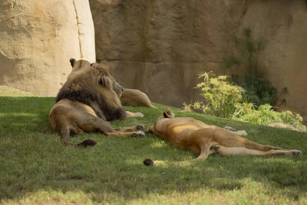 Leones Descansando Dehesa — Zdjęcie stockowe