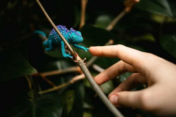 Camaleão Azul Crochê Com Contas Fotografia De Stock