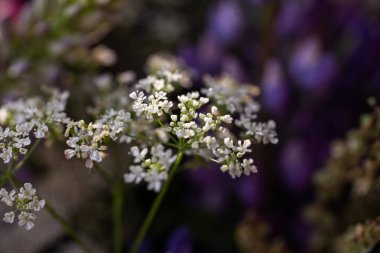 yabani lupins buketi 