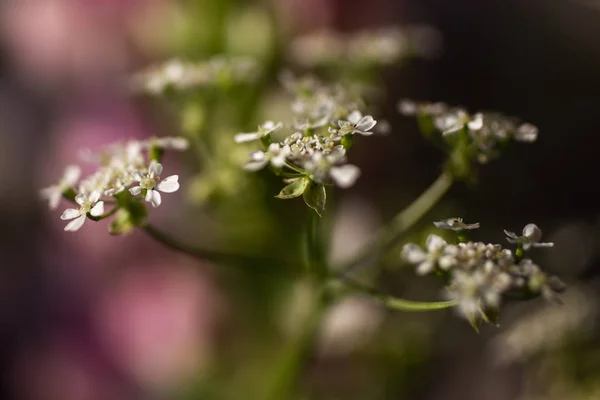 루핀의 꽃다발 — 스톡 사진