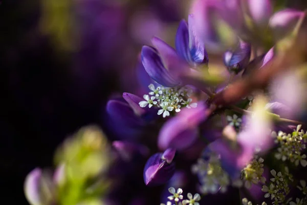 yabani lupins buketi  
