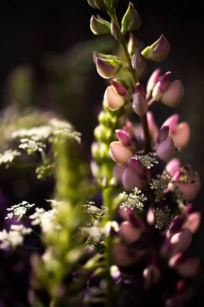 yabani lupins buketi 