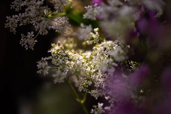 Strauß Wilder Lupinen — Stockfoto