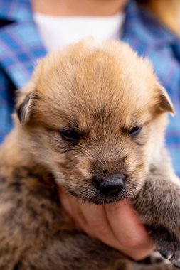 Rusya, Moskova. Ceket zemin üzerinde elinde sevimli köpek yavrusu