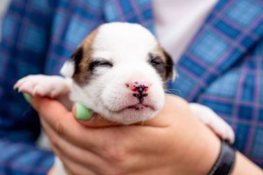 Rusya, Moskova. Ceket zemin üzerinde elinde sevimli köpek yavrusu