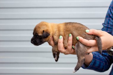 Rusya, Moskova. Ceket zemin üzerinde elinde sevimli köpek yavrusu