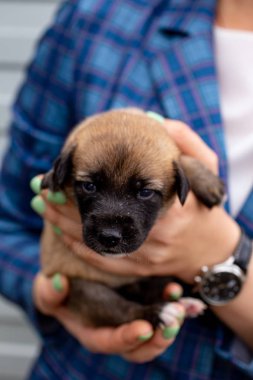 Rusya, Moskova. Ceket zemin üzerinde elinde sevimli köpek yavrusu