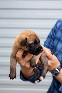 Rusya, Moskova. Ceket zemin üzerinde elinde sevimli köpek yavrusu