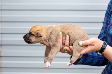 Rusya, Moskova. Ceket zemin üzerinde elinde sevimli köpek yavrusu