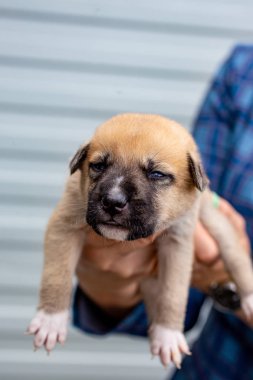 Rusya, Moskova. Ceket zemin üzerinde elinde sevimli köpek yavrusu