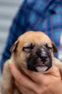 Rusya, Moskova. Ceket zemin üzerinde elinde sevimli köpek yavrusu