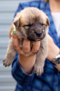 Rusya, Moskova. Ceket zemin üzerinde elinde sevimli köpek yavrusu