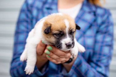 Rusya, Moskova. Ceket zemin üzerinde elinde sevimli köpek yavrusu