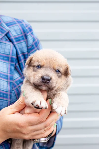 Rusia Moscú Lindo Cachorro Las Manos Fondo Chaqueta — Foto de Stock