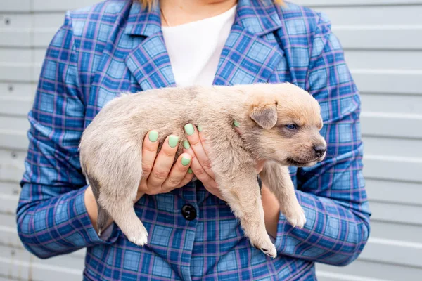 Russia, Moscow. Cute puppy in the hands of on backdrop of jacket