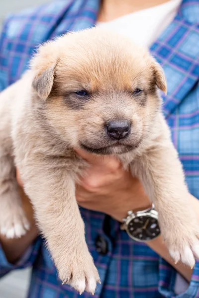 Rusia Moscú Lindo Cachorro Las Manos Fondo Chaqueta — Foto de Stock