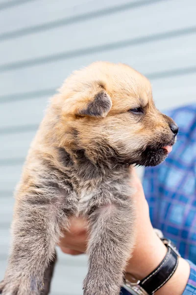 Rússia Moscovo Cãozinho Bonito Nas Mãos Fundo Jaqueta — Fotografia de Stock