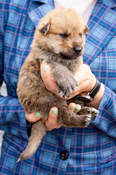 Rusia Moscú Lindo Cachorro Las Manos Fondo Chaqueta — Foto de Stock