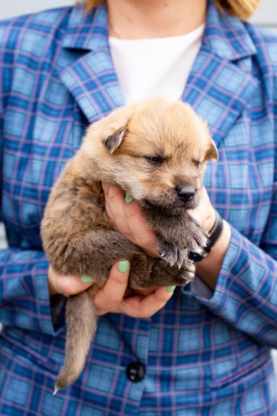 Rusia Moscú Lindo Cachorro Las Manos Fondo Chaqueta — Foto de Stock