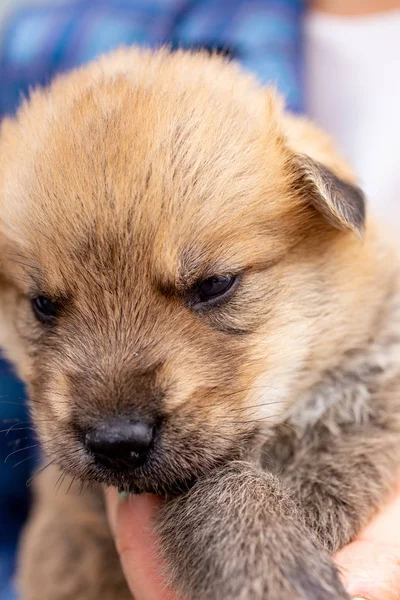 Rusia Moscú Lindo Cachorro Las Manos Fondo Chaqueta — Foto de Stock