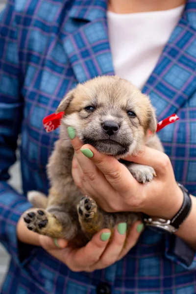 Rusia Moscú Lindo Cachorro Las Manos Fondo Chaqueta — Foto de Stock