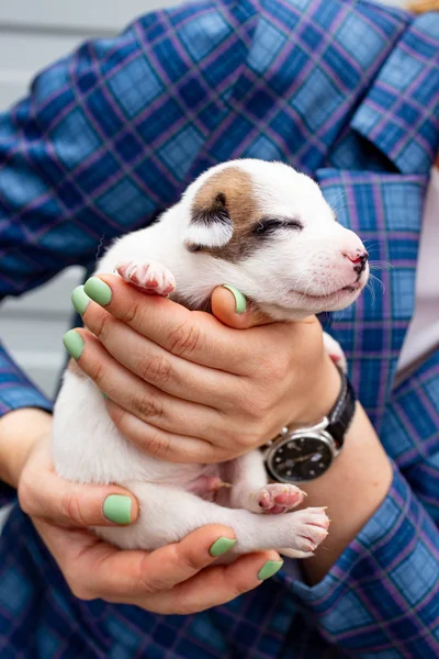 Russia, Moscow. Cute puppy in the hands of on backdrop of jacket