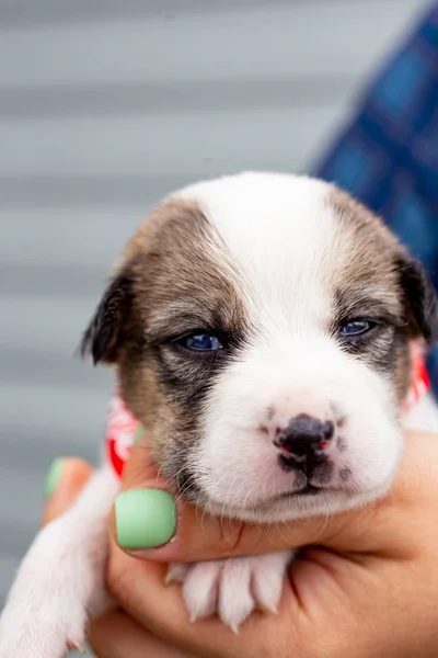 Rusia Moscú Lindo Cachorro Las Manos Fondo Chaqueta — Foto de Stock